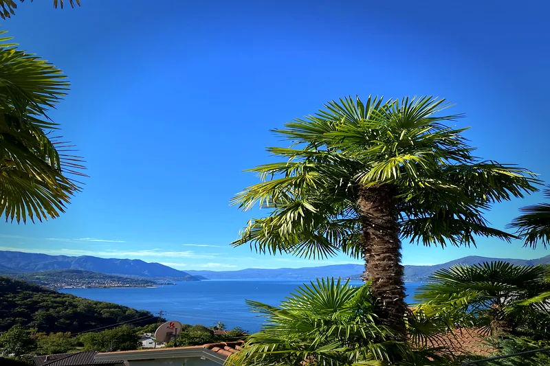 Palmen Seeblick Lago Maggiore